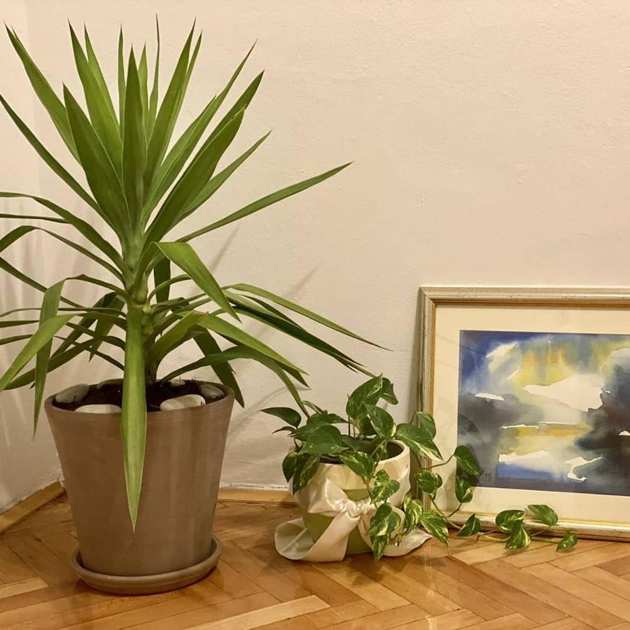 Appartement Sanja